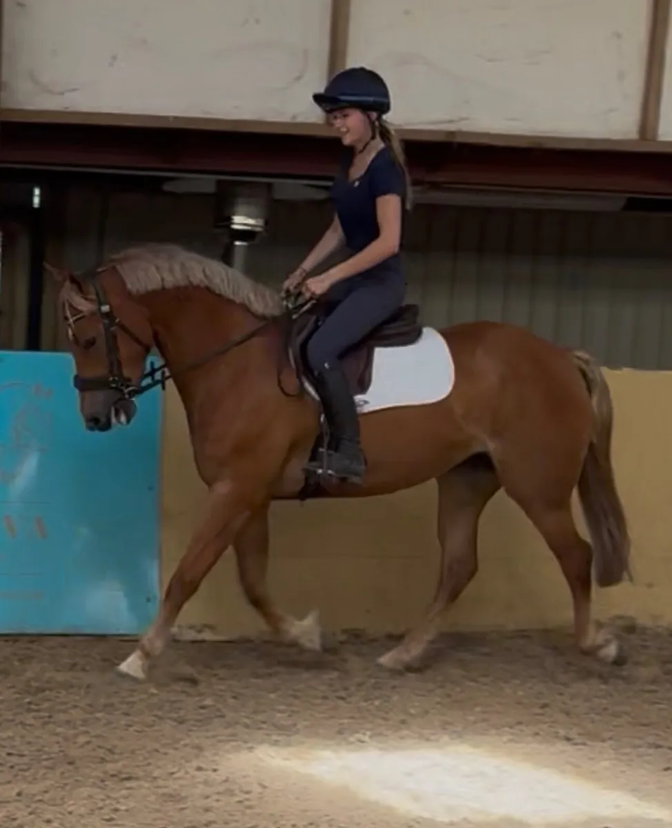 Allrounder horse - Image 3