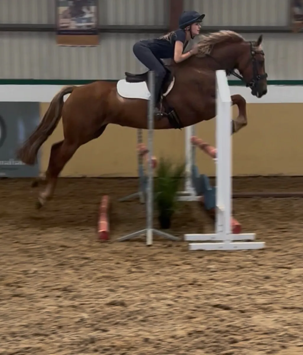 Allrounder horse - Image 4