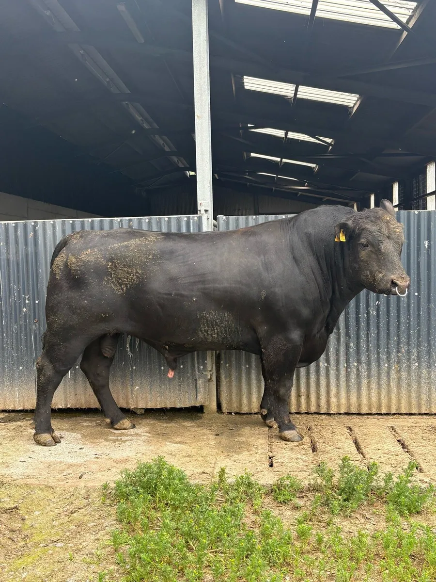 PBR Angus Bull - Image 1
