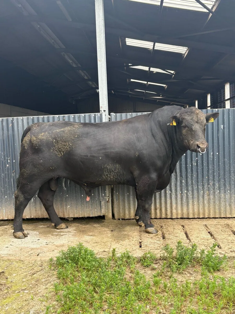 PBR Angus Bull - Image 2