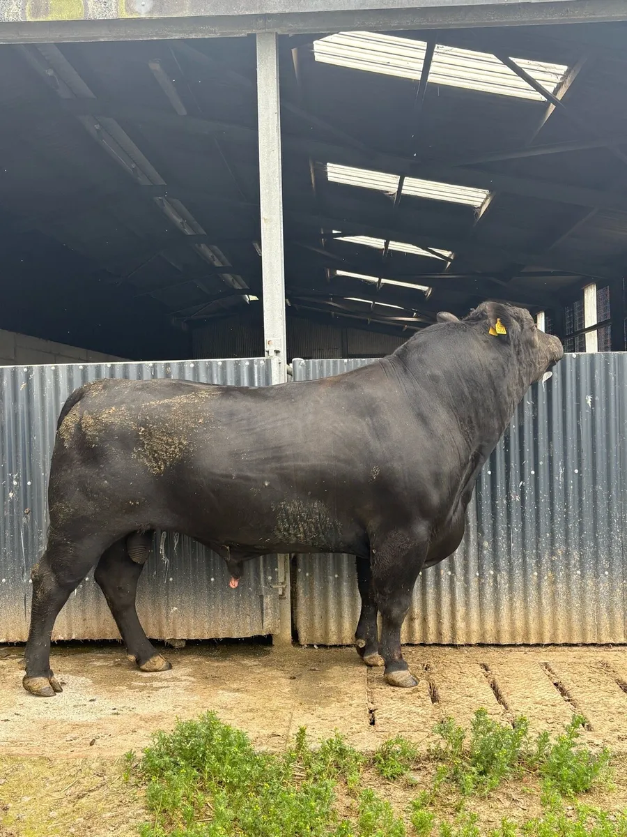 PBR Angus Bull - Image 3