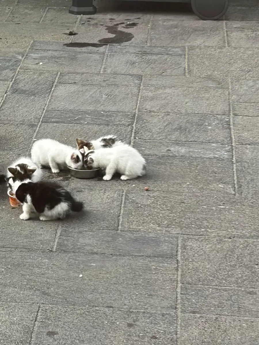 Free Kittens – Looking for Loving Forever Homes - Image 3