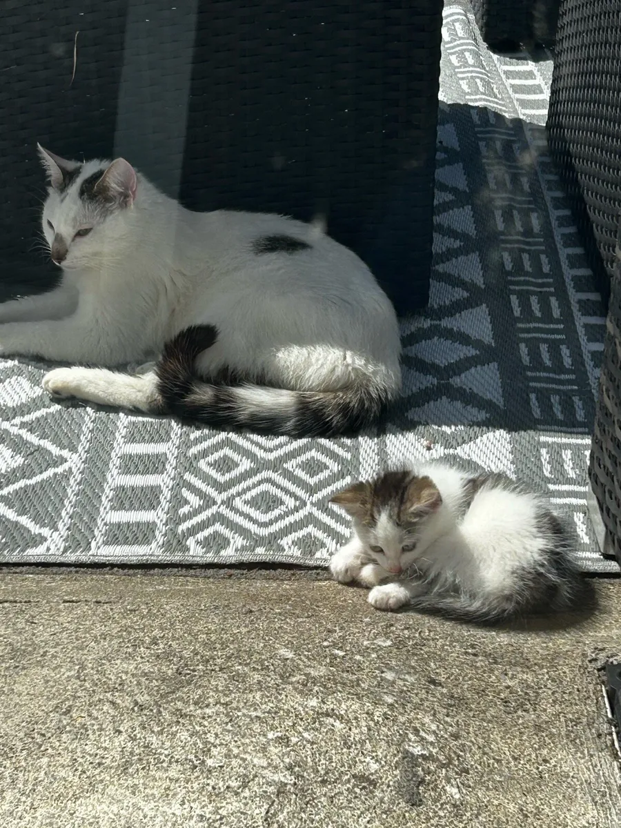 Free Kittens – Looking for Loving Forever Homes - Image 1