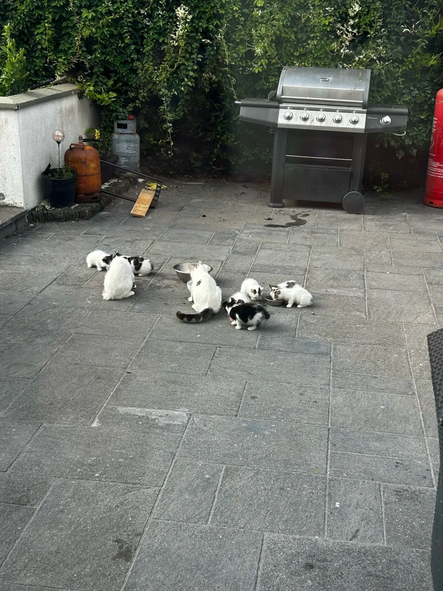 Free Kittens – Looking for Loving Forever Homes - Image 2