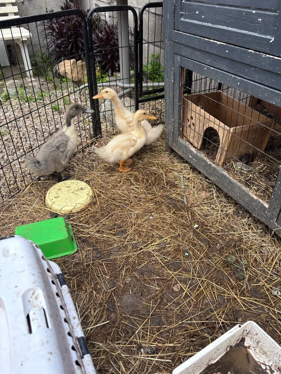 Ducklings - Image 2