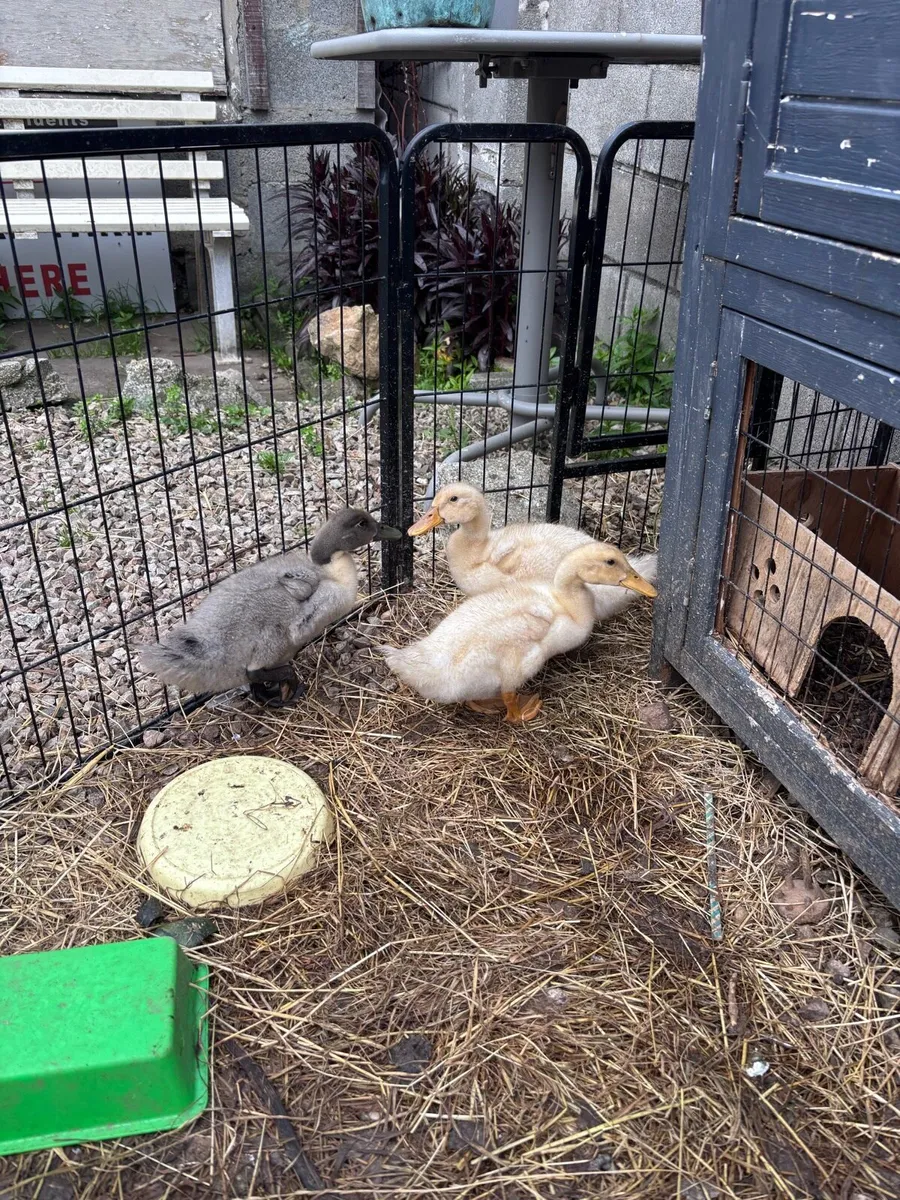 Ducklings - Image 1