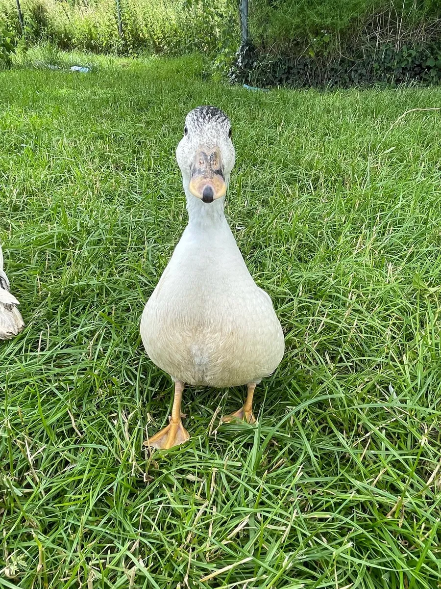 Call ducks and chickens - Image 2