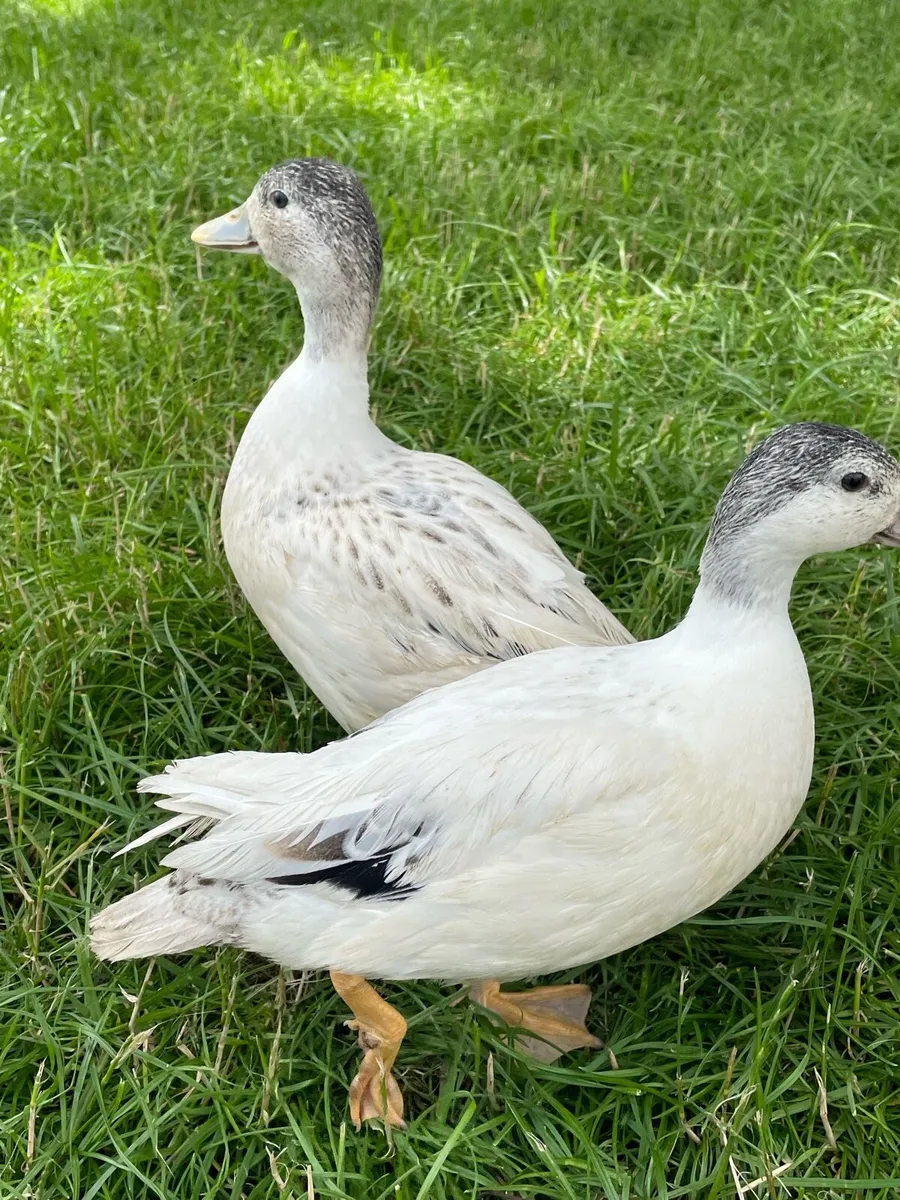 Call ducks and chickens - Image 1