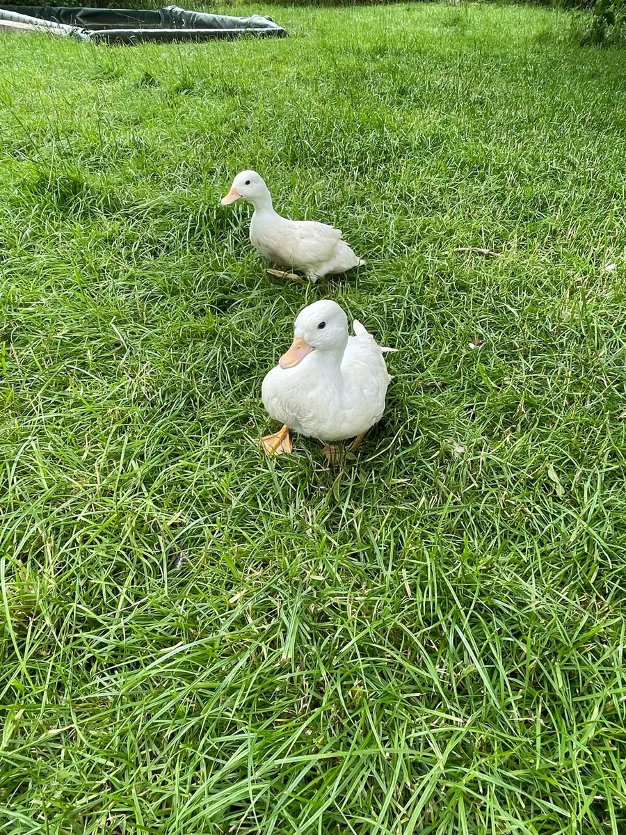 Call ducks and chickens - Image 3