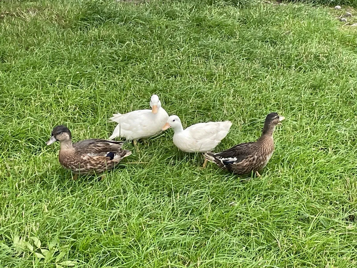 Call ducks and chickens - Image 4