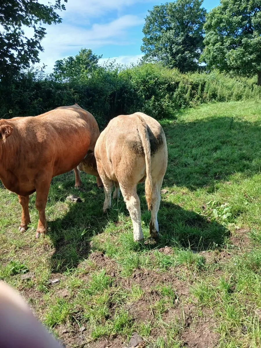 Ennis Mart 30th June Bulls Lot 8 Heifers Lot 105 - Image 2