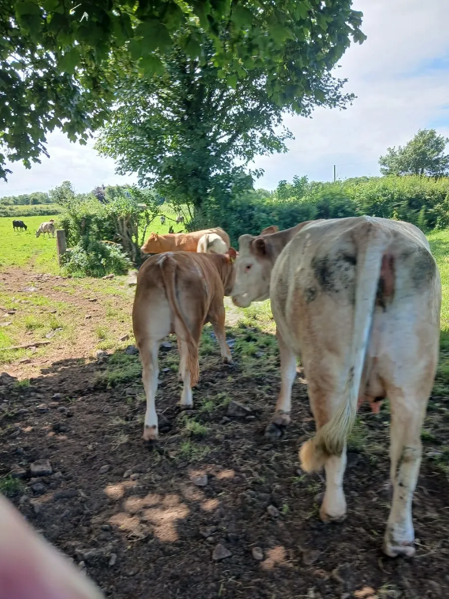 Ennis Mart 30th June Bulls Lot 8 Heifers Lot 105 - Image 3