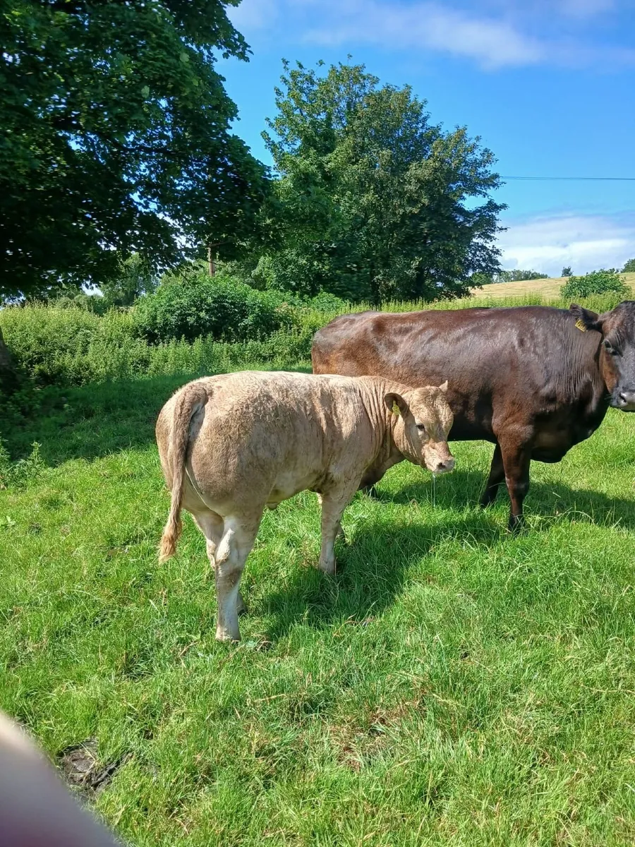 Ennis Mart 30th June Bulls Lot 8 Heifers Lot 105 - Image 4