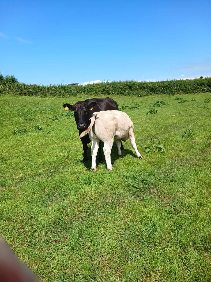 Ennis Mart 30th June Bulls Lot 8 Heifers Lot 105 - Image 1