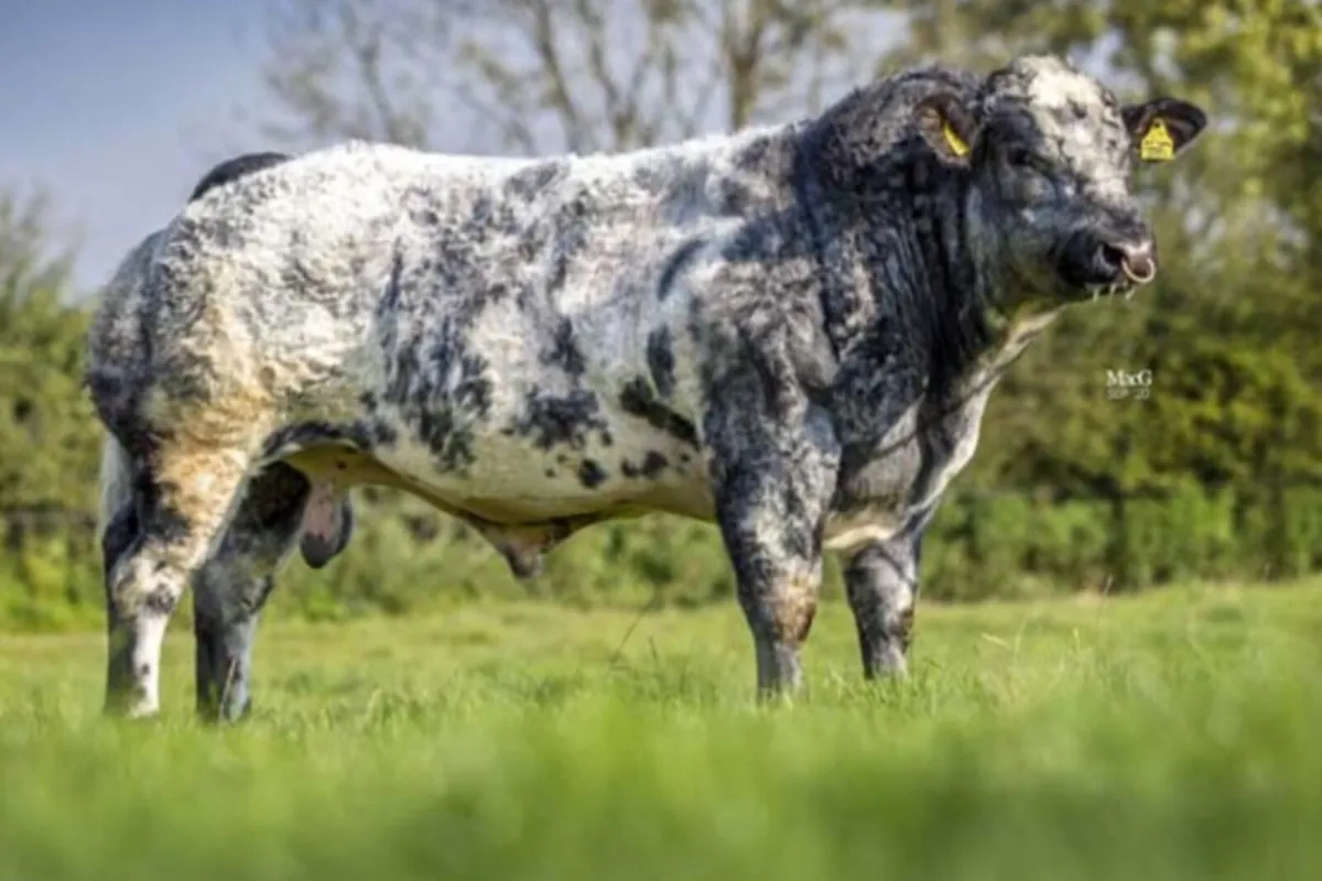 Hybrid BB/Lm Bull - Image 4
