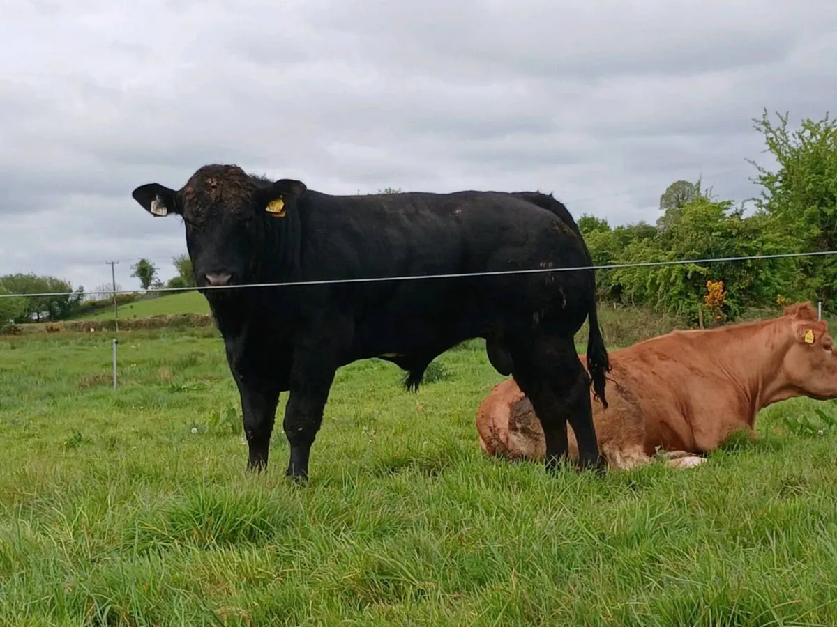 Hybrid BB/Lm Bull - Image 2