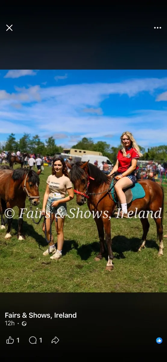 13.2hh beginners pony - Image 1