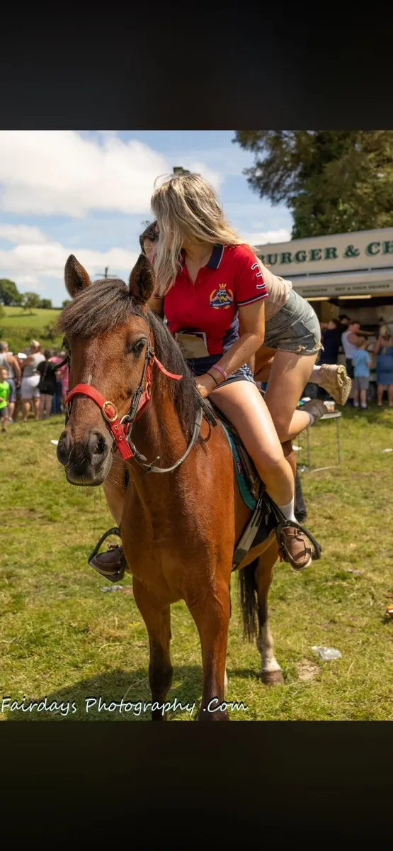 13.2hh beginners pony - Image 3