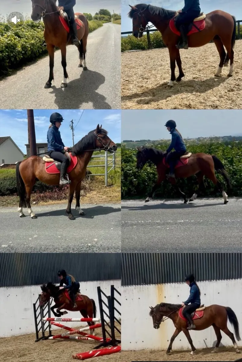 13.2hh beginners pony - Image 2