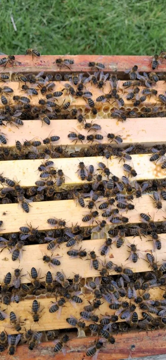 Honey bees - Image 3