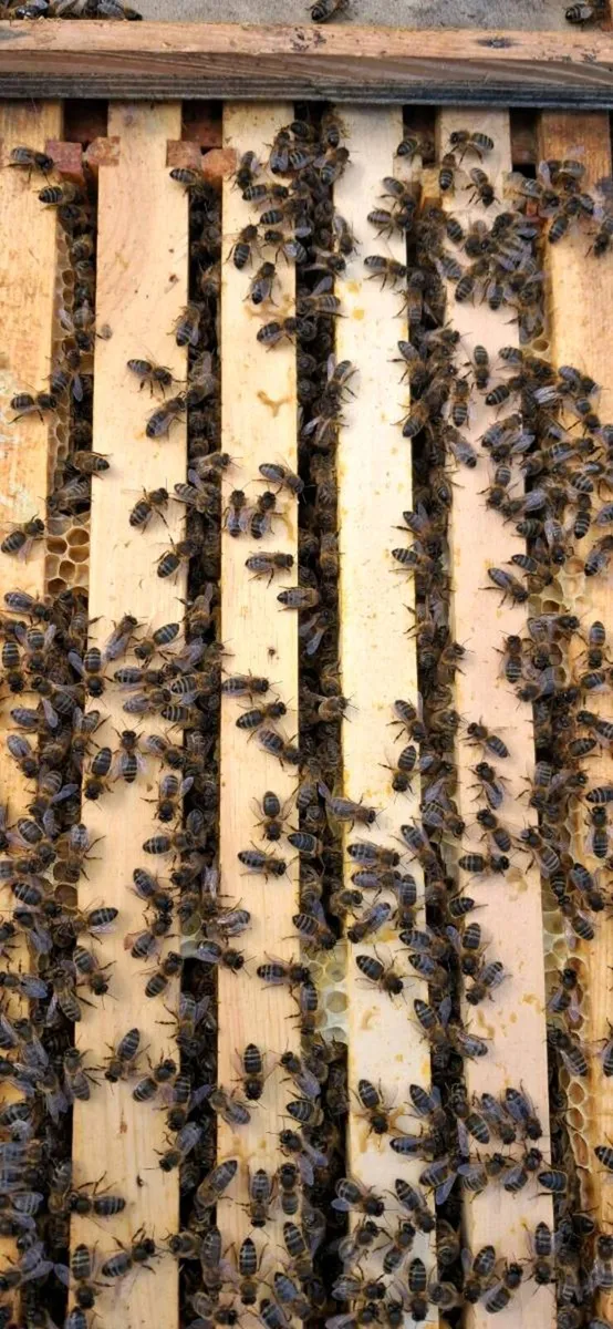 Honey bees - Image 1