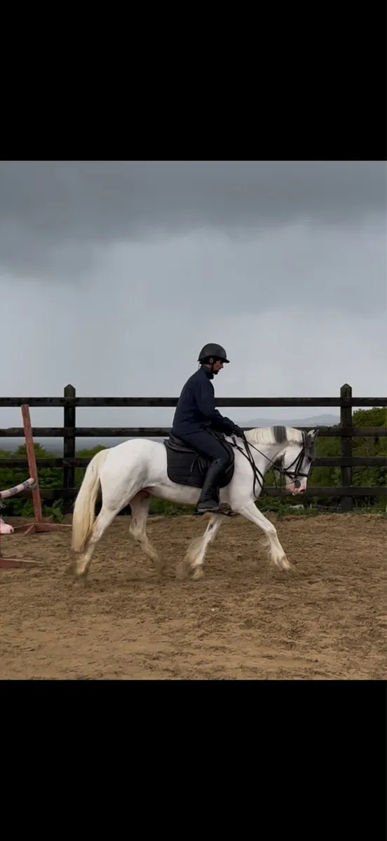 14.1h 5 yo blue and white Connemara X Cob - Image 1