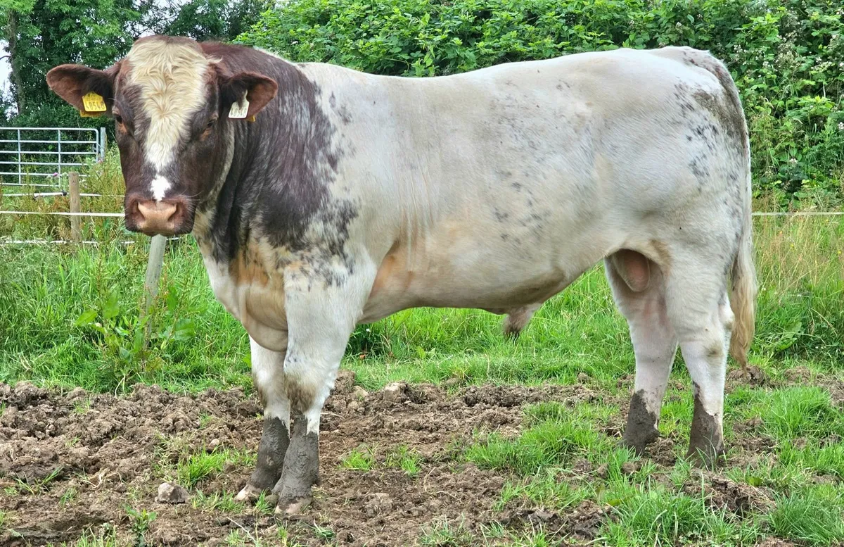 Pedigree Registered Beef Shorthorn Bulls - Image 1
