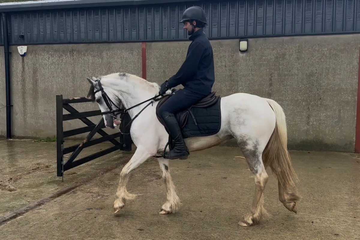 14.1h 5 yo blue and white Connemara X Cob - Image 2