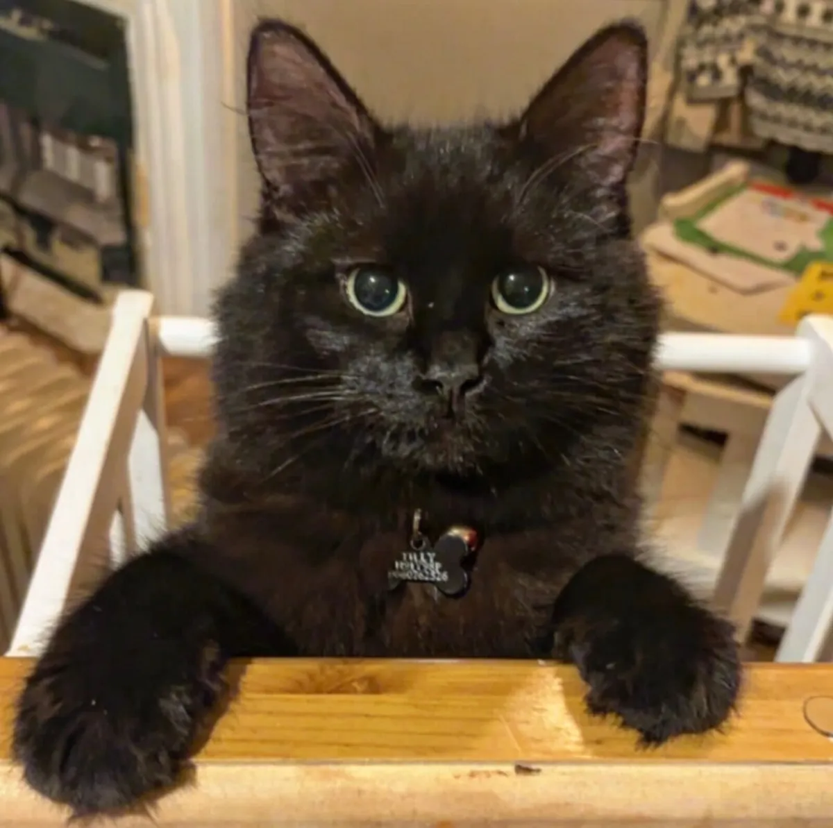Kittens - Image 1