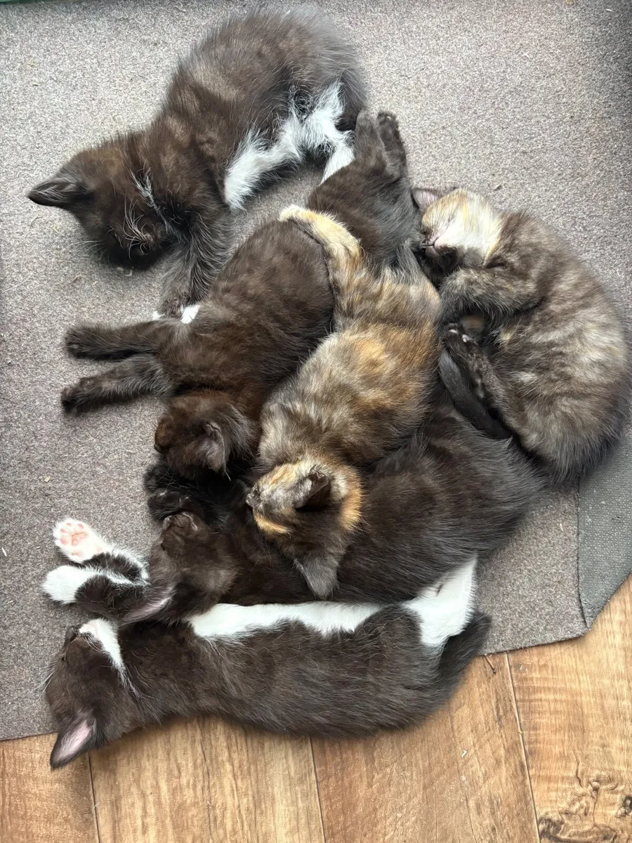 Kittens - Image 2