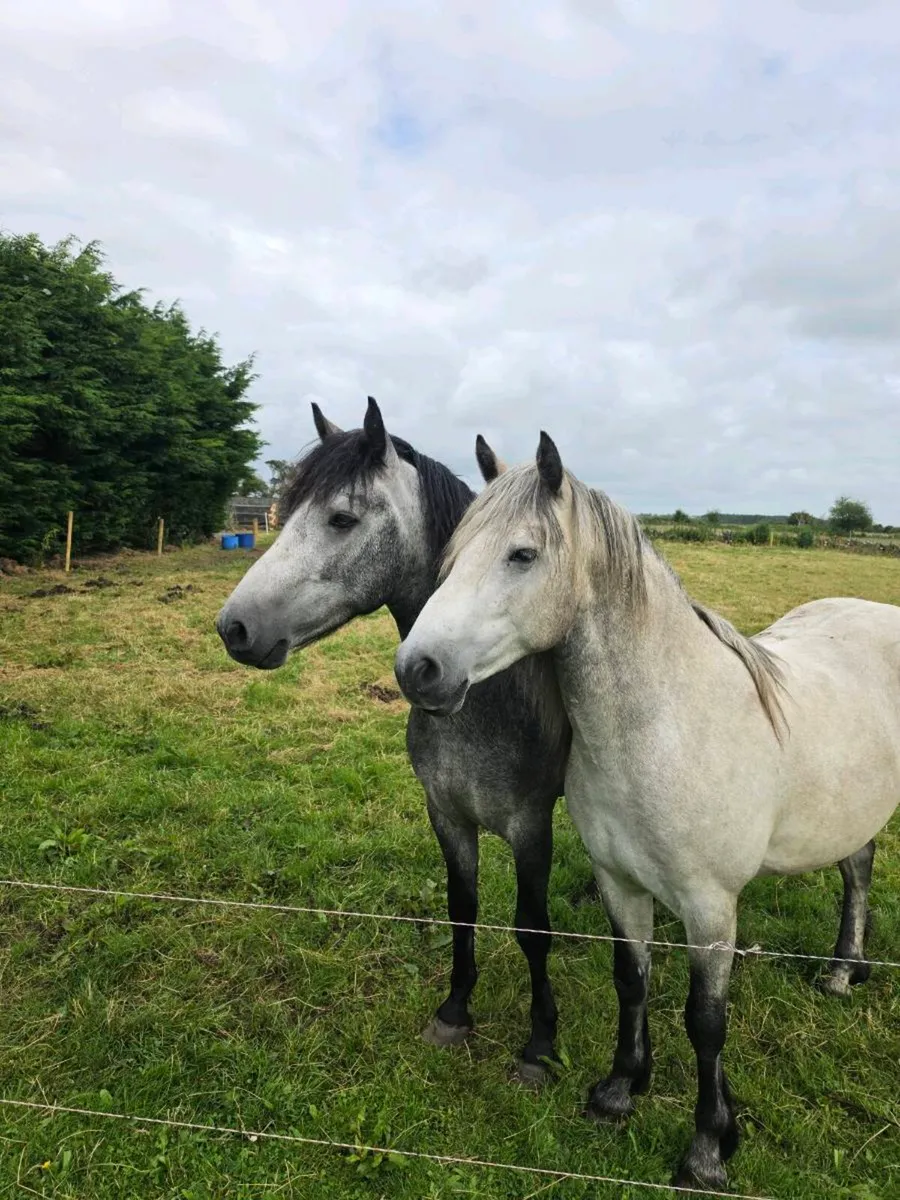 3 year old connemara gelding - Image 4