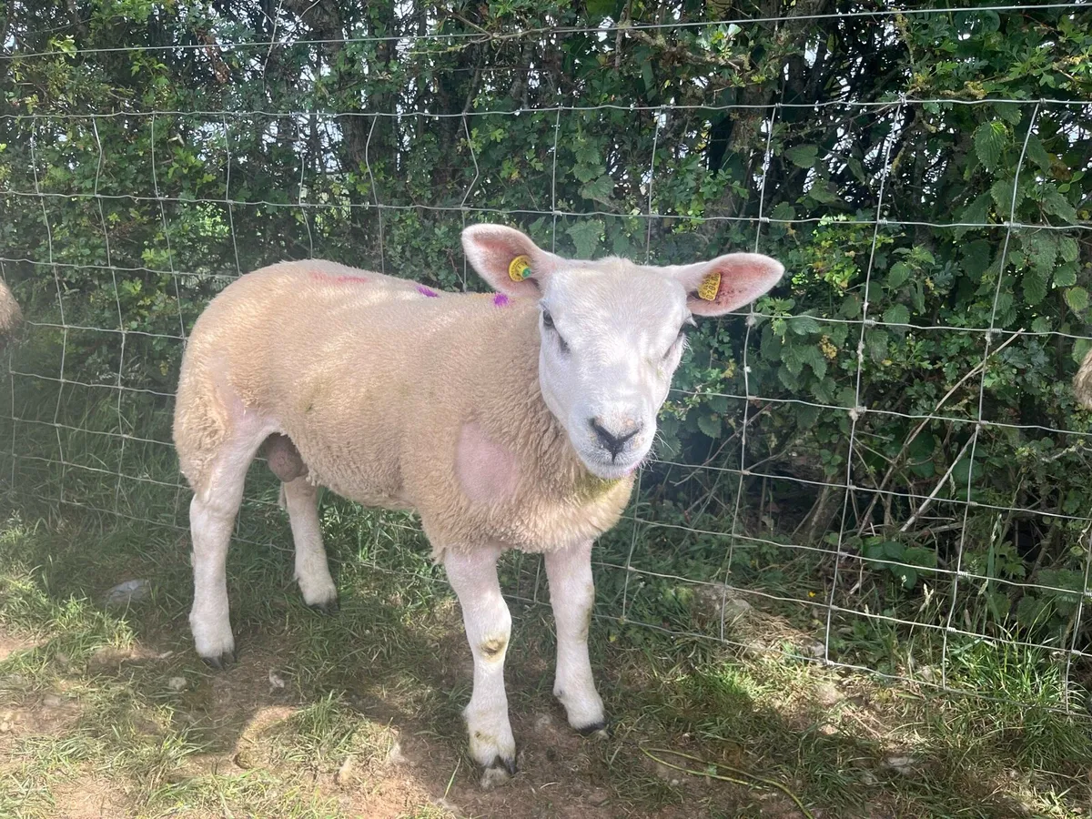 Texel ram lambs PB registered - Image 2