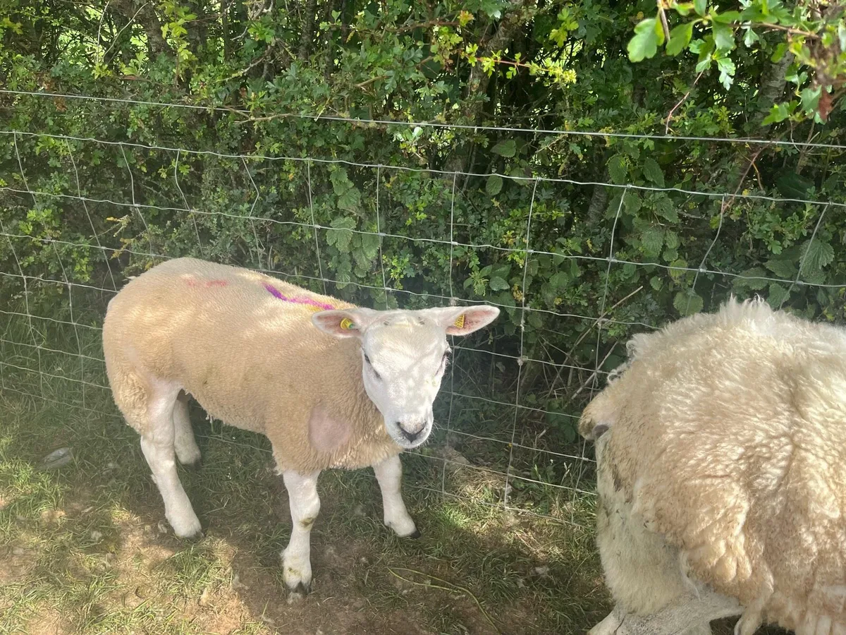 Texel ram lambs PB registered - Image 3