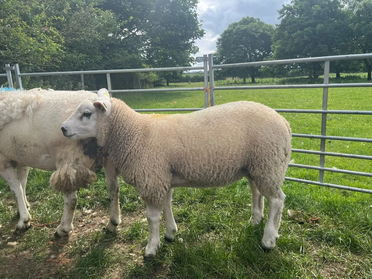 Texel ram lambs PB registered - Image 1