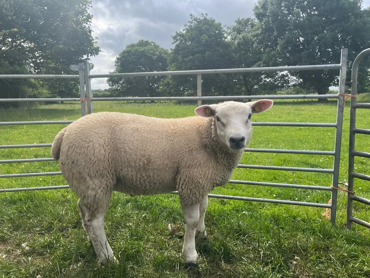 Texel ram lambs PB registered - Image 4
