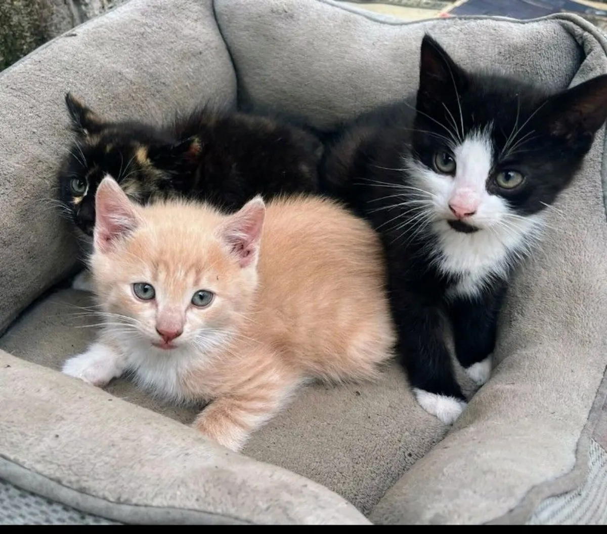 Kittens - Image 1