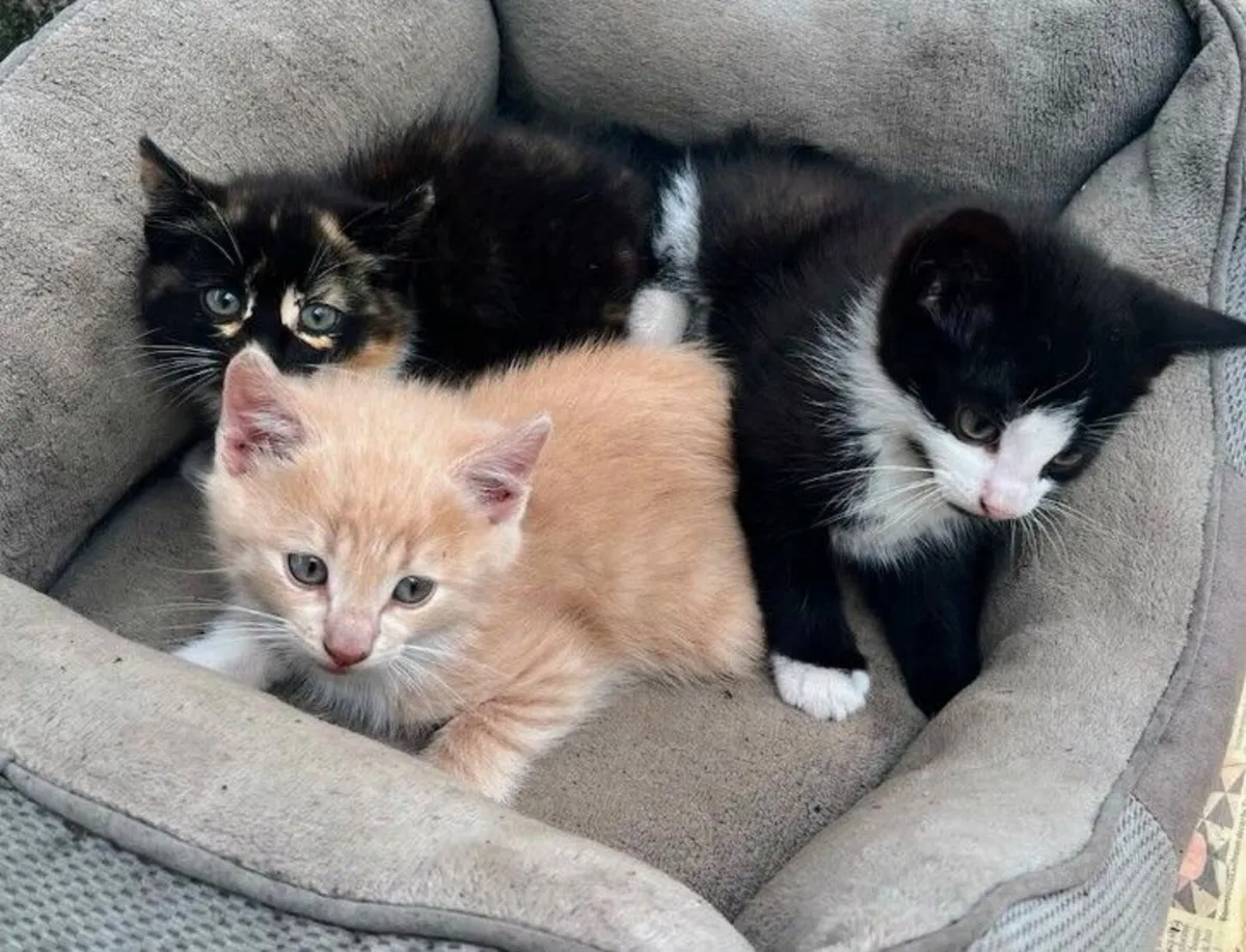 Kittens - Image 2