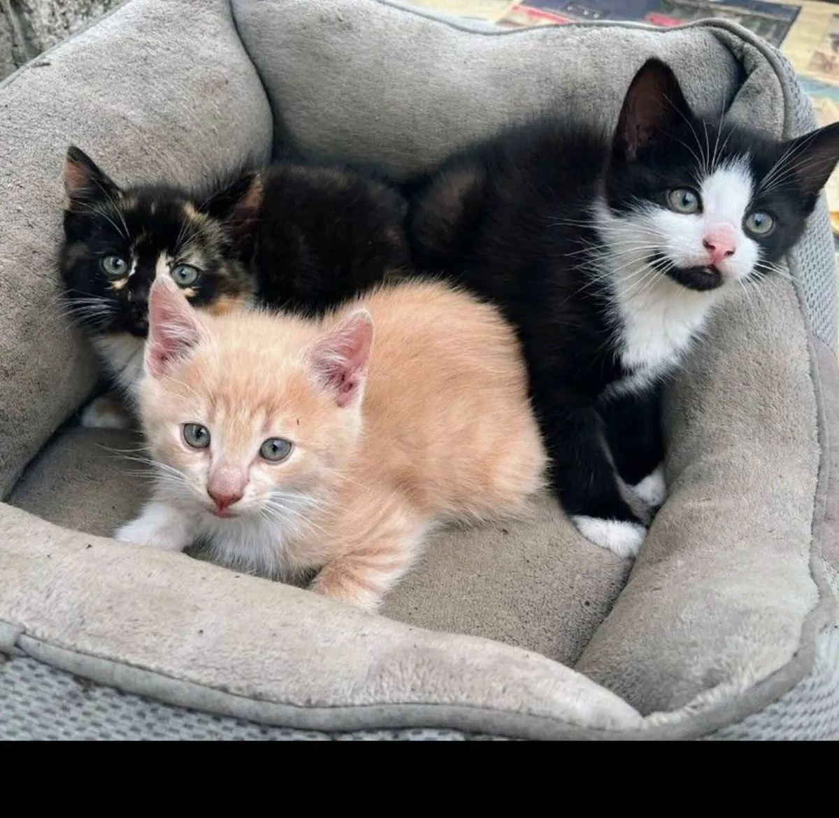 Kittens - Image 3