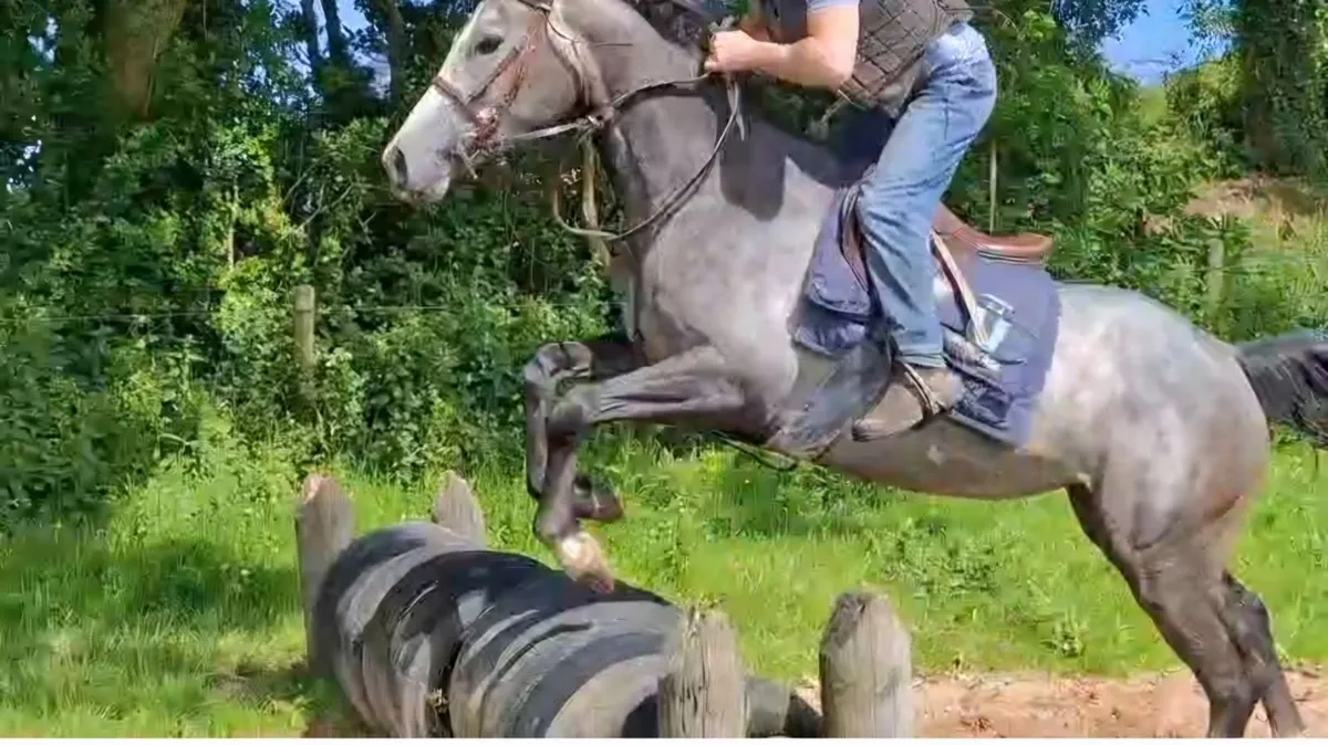 Irish Sport horse pony ,148cm - Image 2