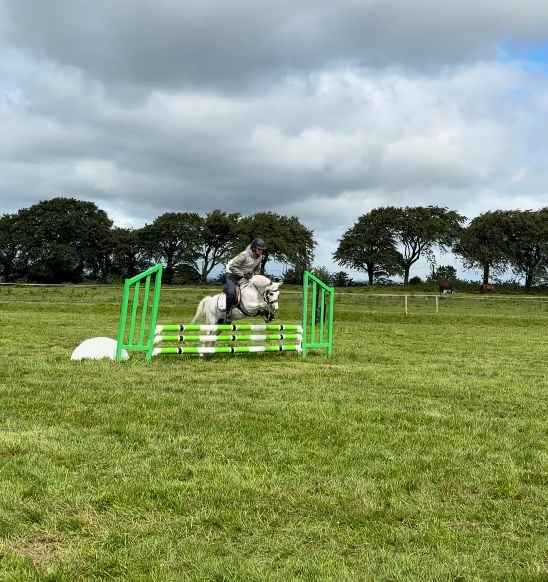 Competition 12:2 pony - Image 2