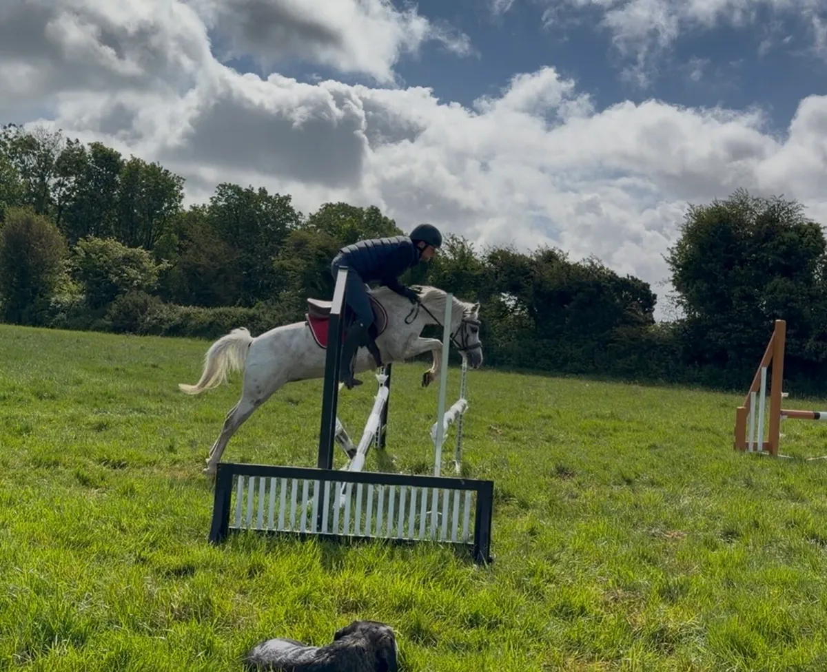Competition 12:2 pony - Image 3