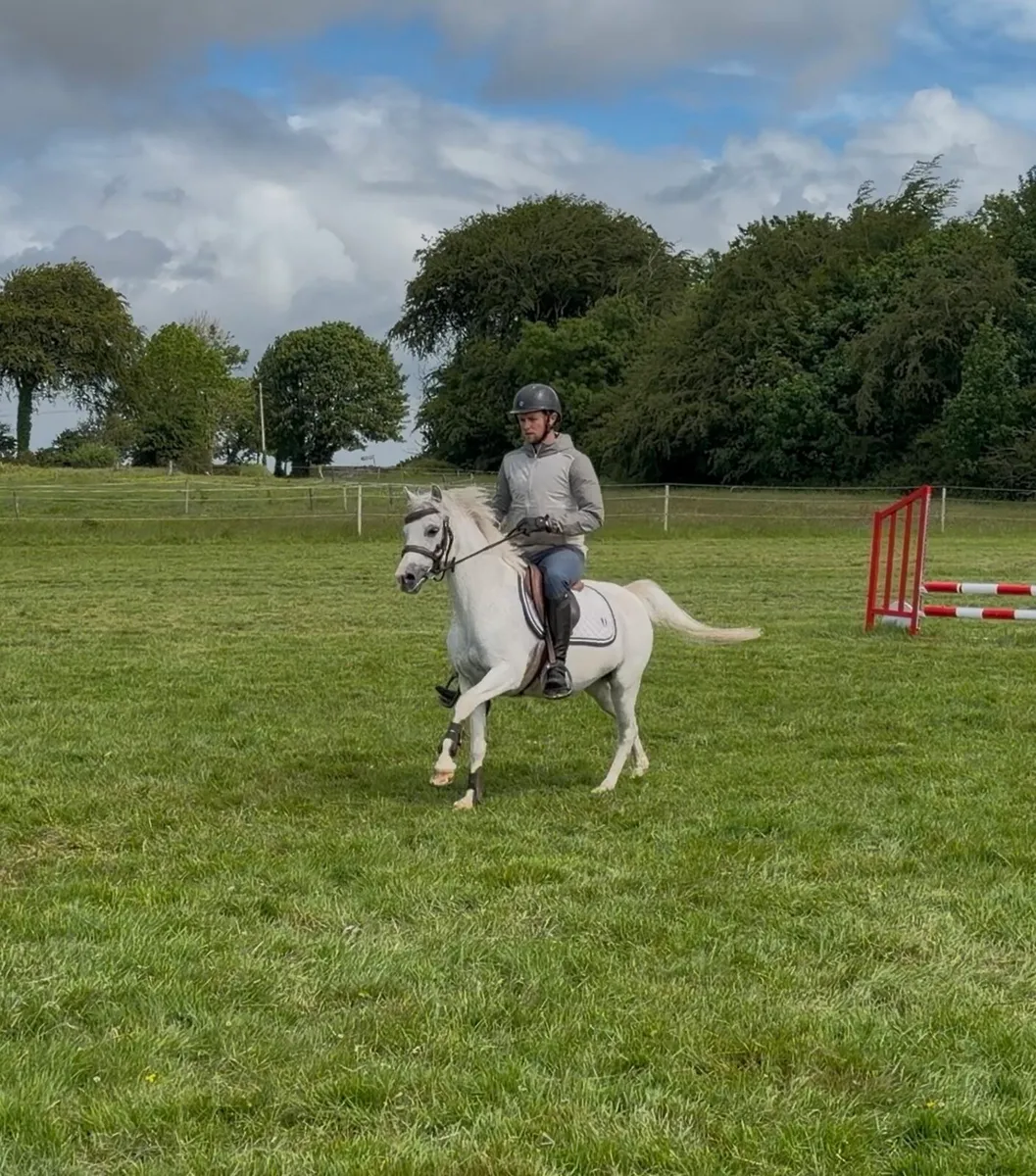 Competition 12:2 pony - Image 4