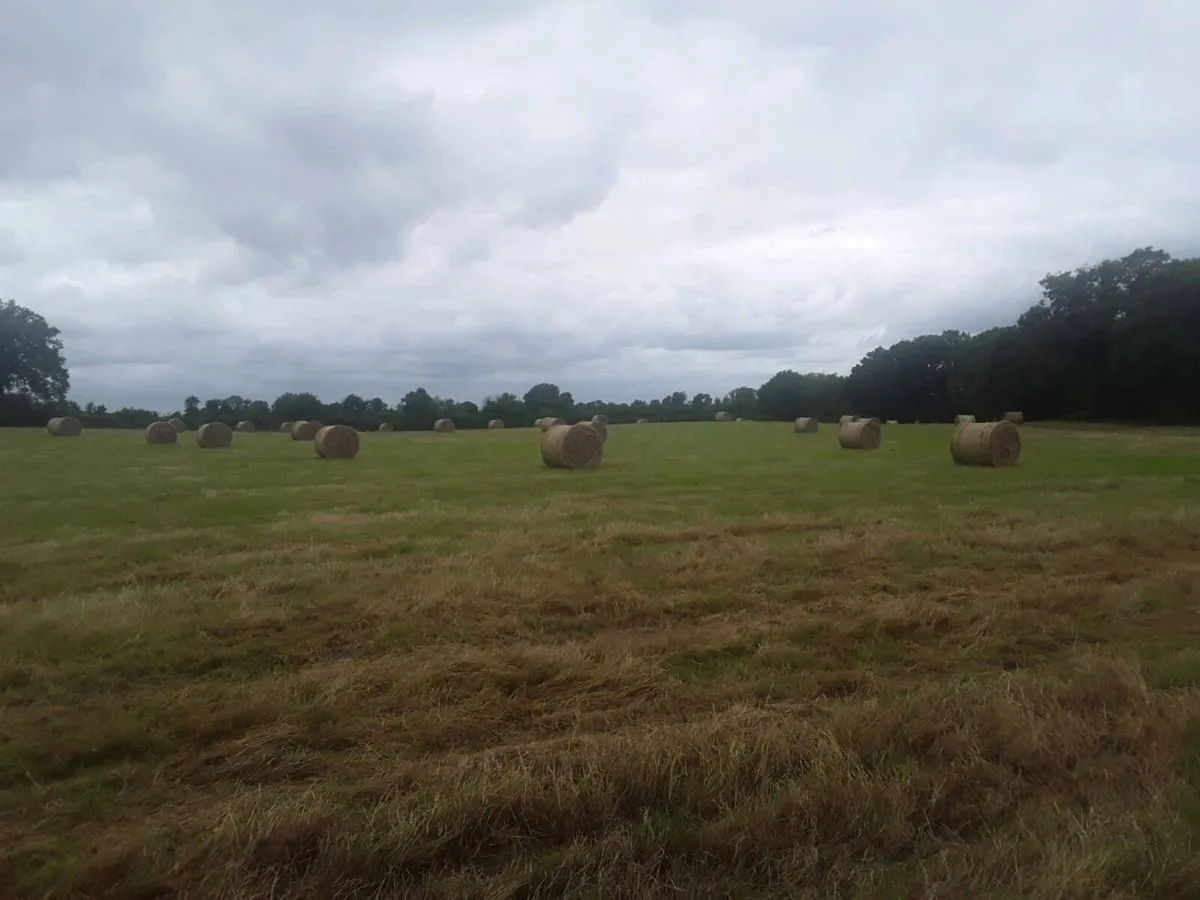 Quailty hay bails - Image 2