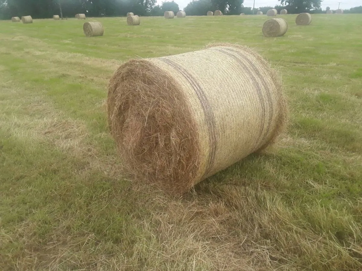 Quailty hay bails - Image 1