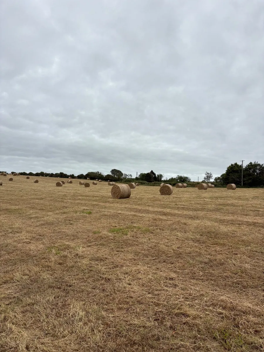 Hay - Image 2