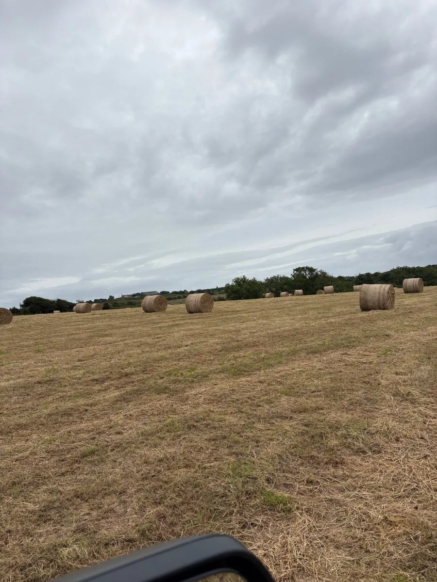 Hay - Image 3
