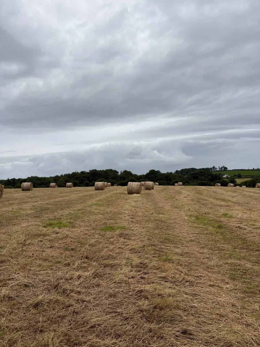 Hay - Image 4