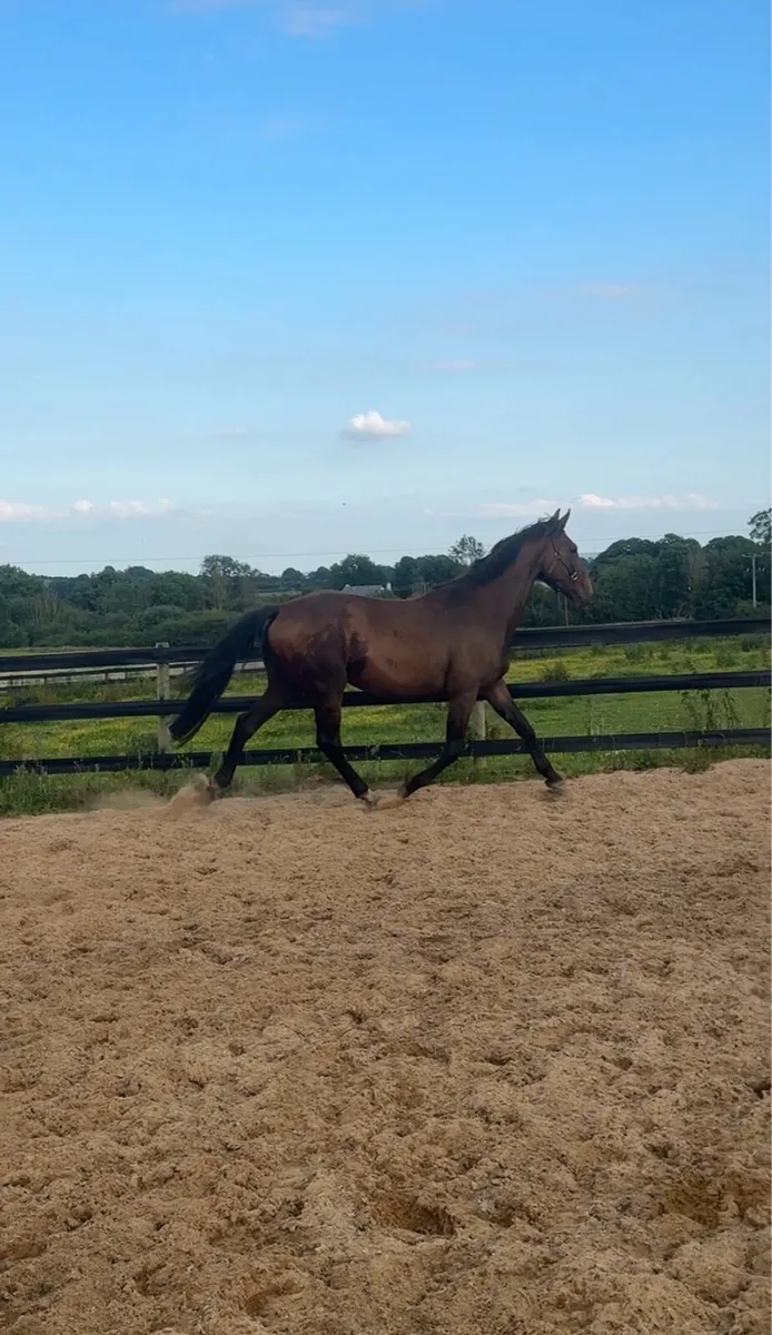 4 yo gelding - Image 2