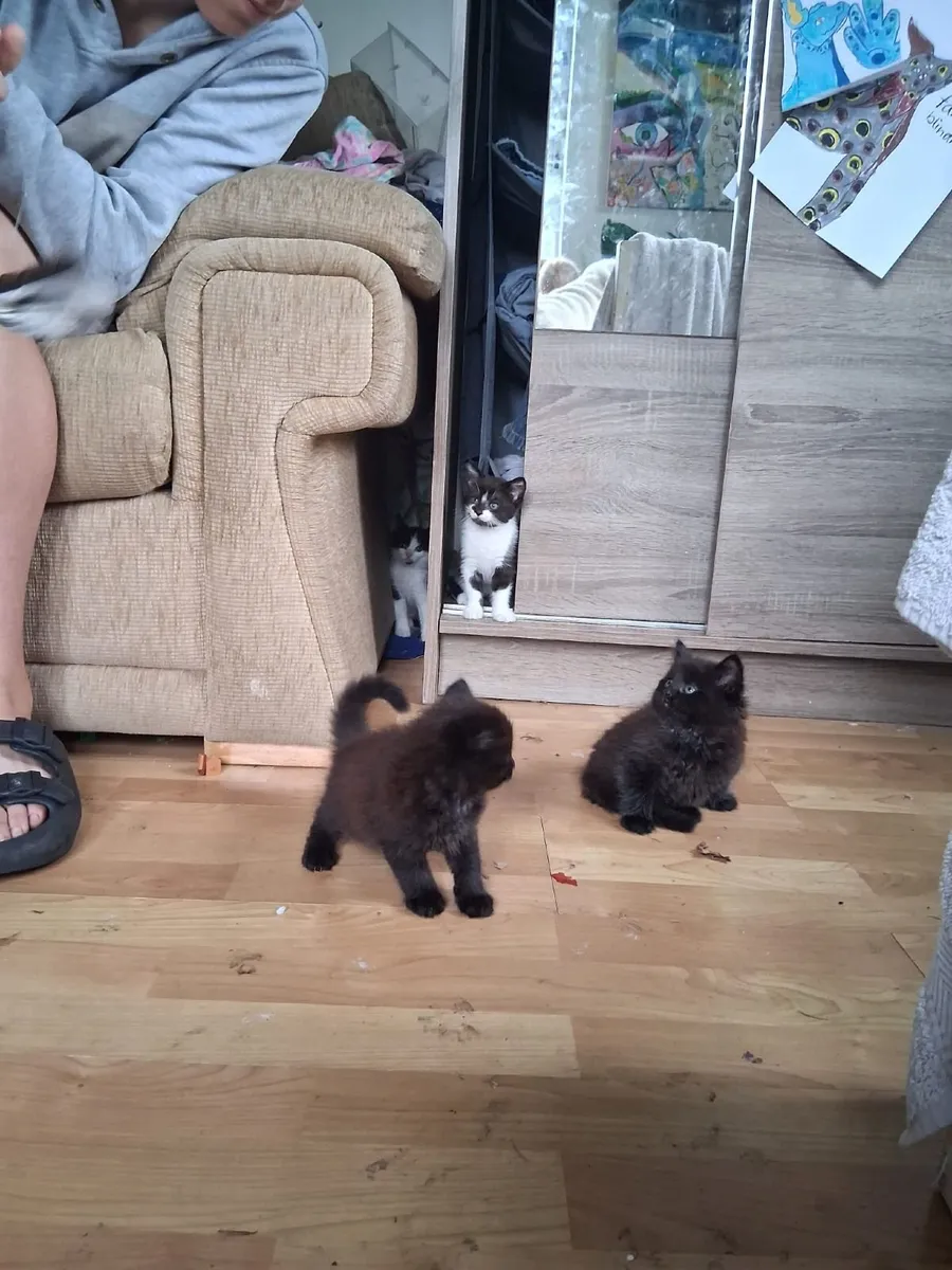Kittens - Image 1
