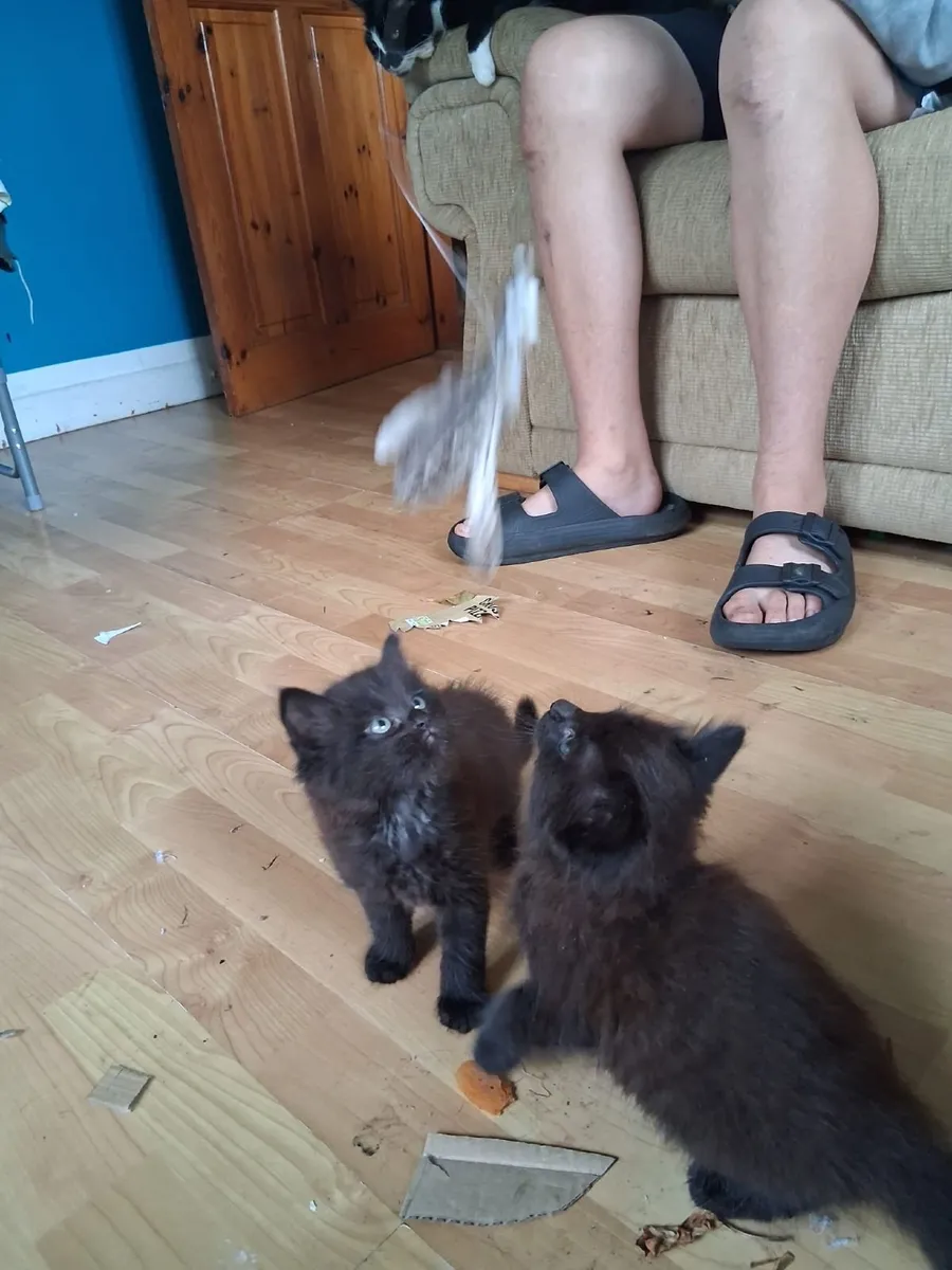 Kittens - Image 2